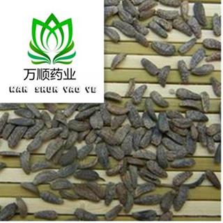 牛蒡子市场行情分析，最新价格与未来趋势展望