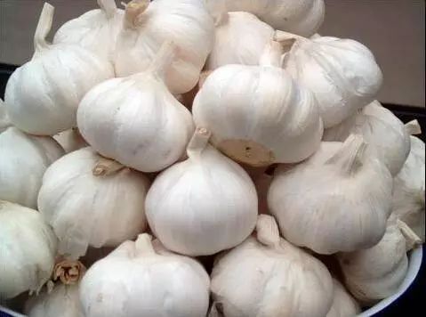 冷库大蒜最新价格走势分析