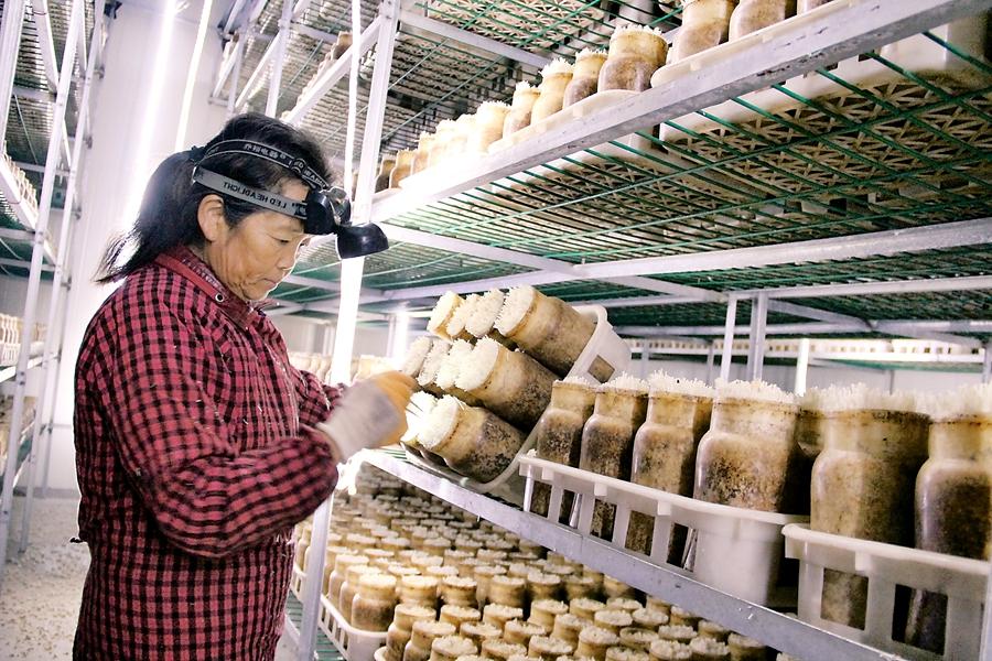 最新棉籽价格动态及其对产业链的全面影响