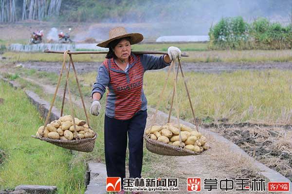 广西容县新闻最新动态