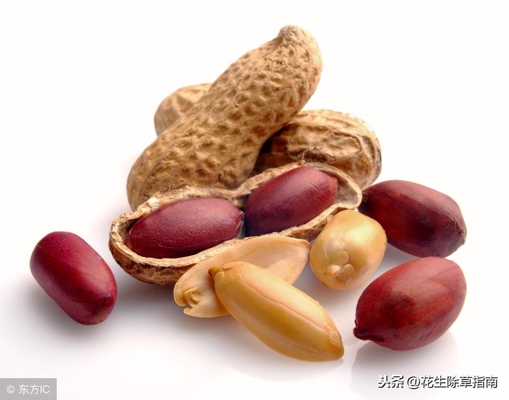 最新花生价格动态